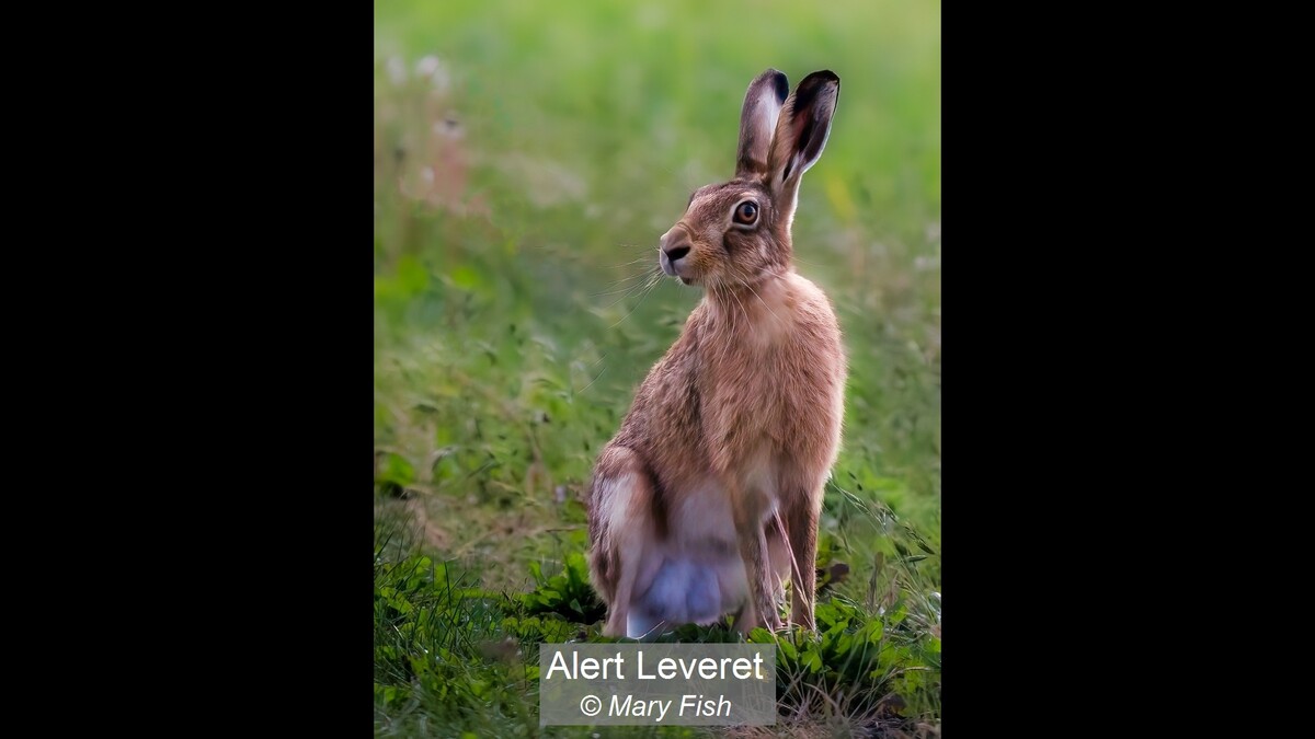 Alert Leveret